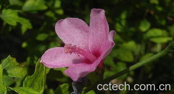 地桃花根的功效与作用-0