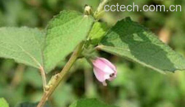 肖梵天花的功效与作用-0