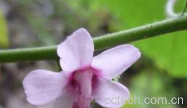 梵天花根的功效与作用及药用价值-1