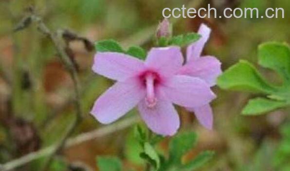 梵天花根的功效与作用及药用价值-0