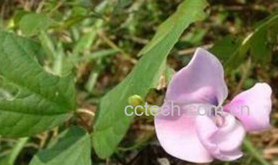 黄花猛的功效与作用-0