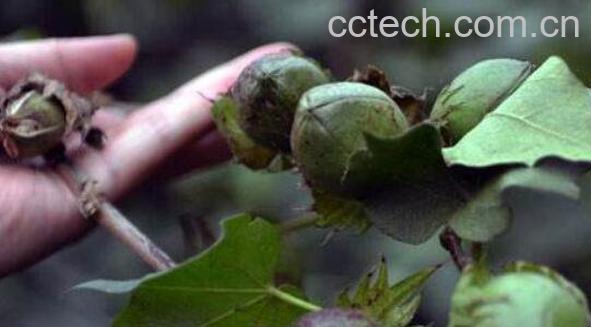 山棉花的功效与作用-0