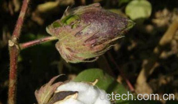 山棉花的功效与作用-1