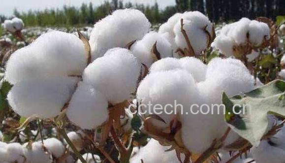 棉花条的功效与作用 棉花条煮鸡蛋的功效-1