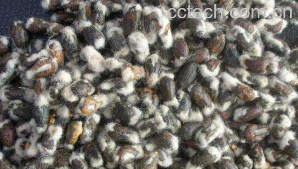 棉花条的功效与作用 棉花条煮鸡蛋的功效-0