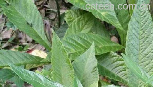 白走马胎的功效与作用-0