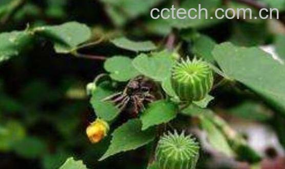 磨盘根的功效与作用-0