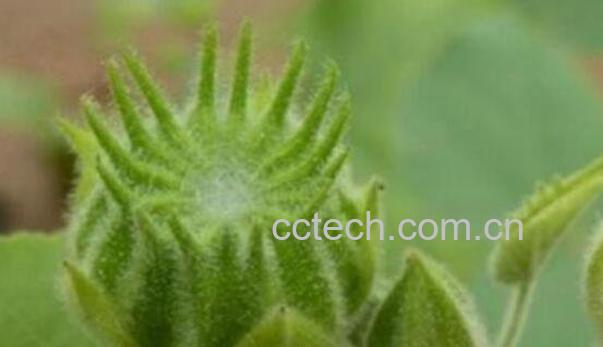 磨盘根的功效与作用-1