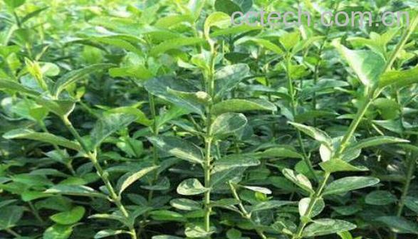 扶芳藤的功效与作用-0