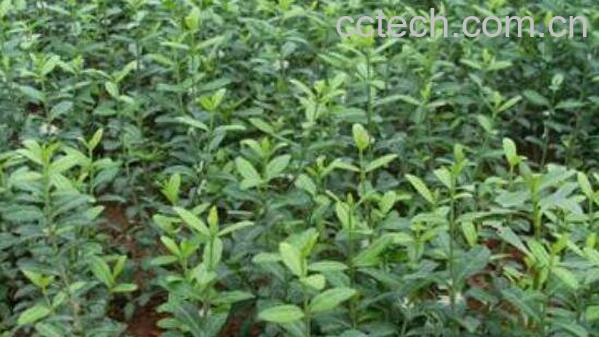 扶芳藤的功效与作用-1