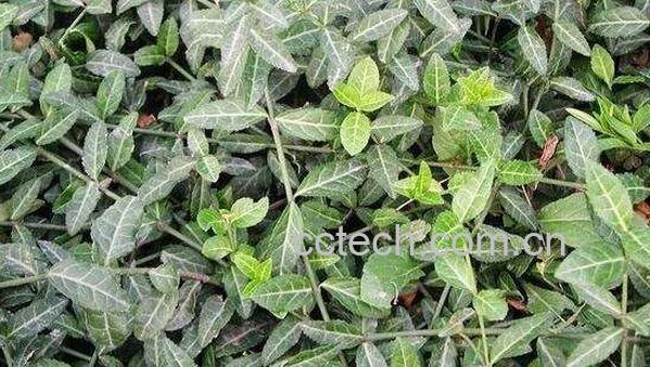 黄花稔的功效与作用-1