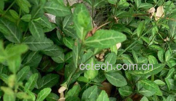 黄花稔的功效与作用-0