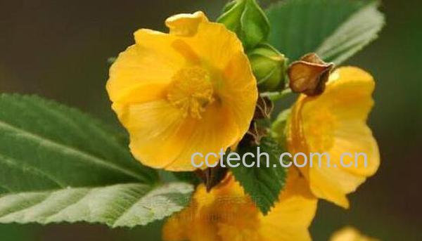 梵天花的作用与功效-0