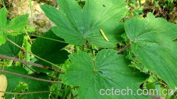 野棉花的功效与作用-0