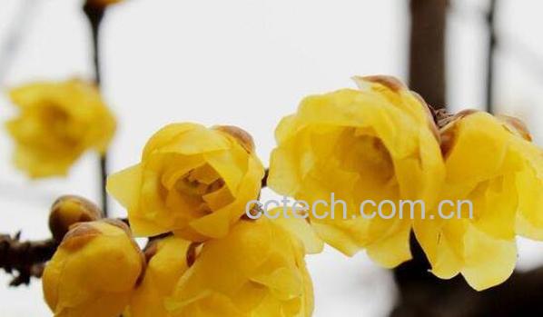 正蜡梅油的功效与作用-0