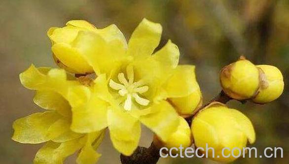 正蜡梅油的功效与作用-1