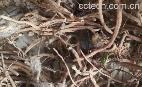 野棉花根的功效与禁忌-0