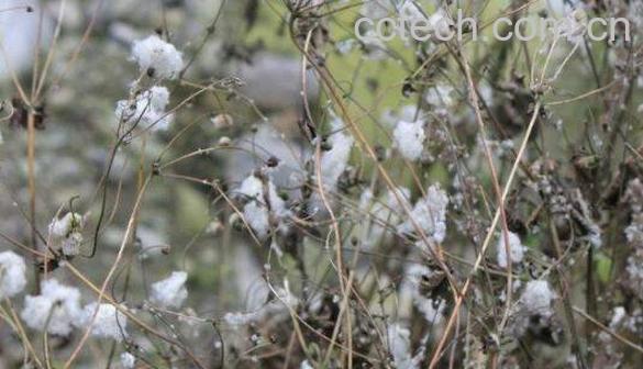 野棉花根的功效与禁忌-1