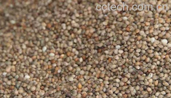 苏麻籽怎么吃 苏麻籽的功效与作用-0