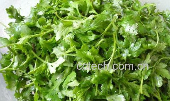 菊花头的功效与作用 菊花头的药用价值-0