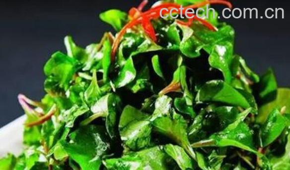 枸杞头的功效与作用-0