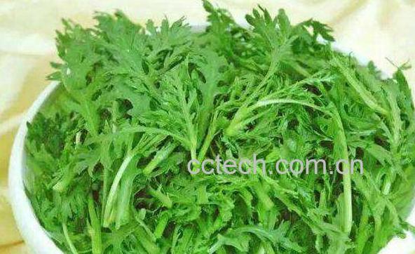 菊花头的功效与作用 菊花头的药用价值-1