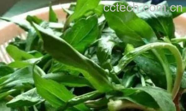 枸杞头的功效与作用-1