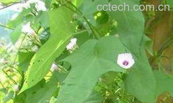 青竹标的功效与作用及药用价值-1