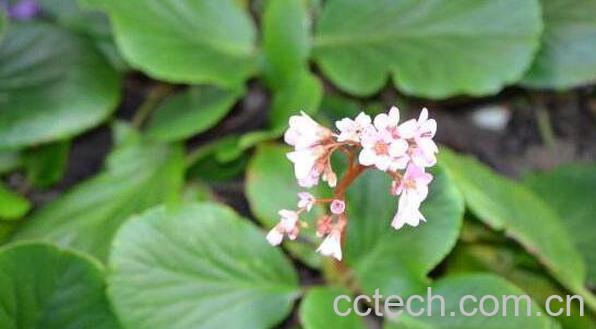 岩白菜的功效与作用及副作用-0