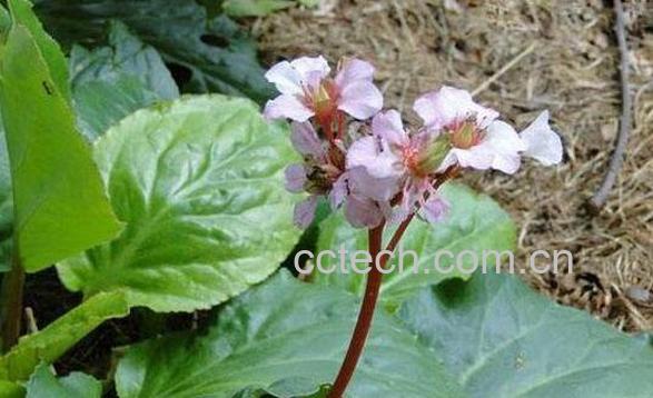 岩白菜的功效与作用及副作用-1