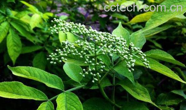 排风藤怎么吃 排风藤煮水喝的功效-0