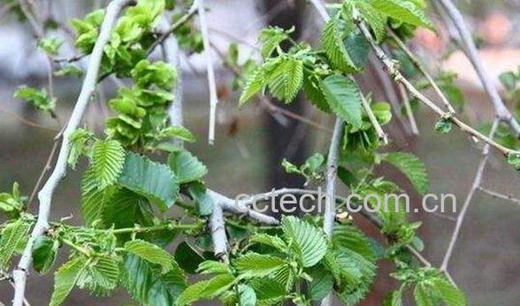 榆树枝的功效与作用-0