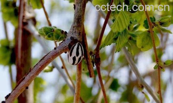 榆树枝的功效与作用-1