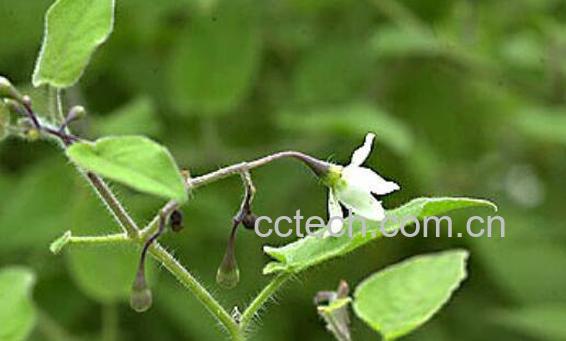 排风藤的功效与作用及副作用-1