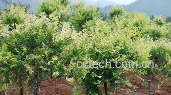 国槐树枝的功效与作用-0