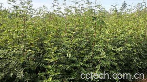 国槐树枝的功效与作用-1