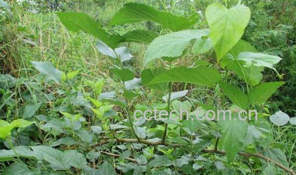 老桑树枝的功效与作用-1