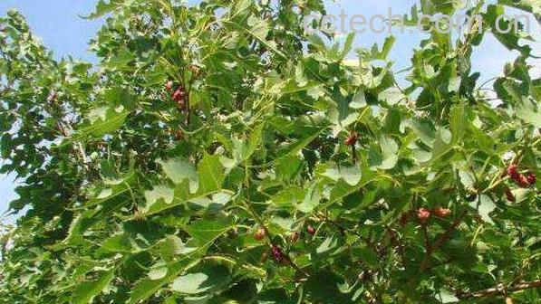 老桑树枝的功效与作用-0