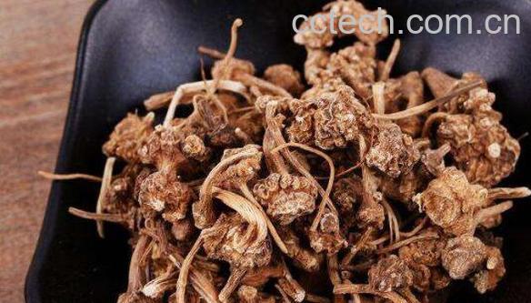 珠儿参的功效与作用-1