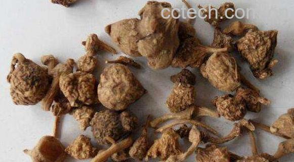 珠儿参的功效与作用-0