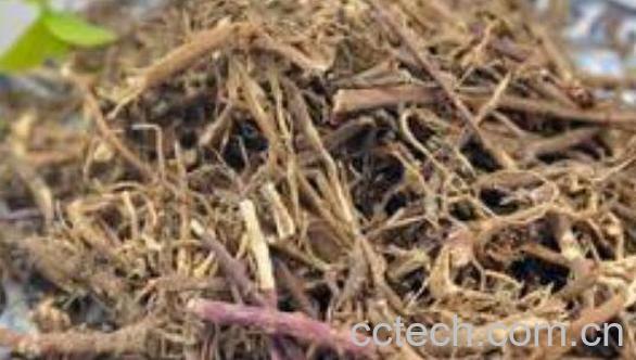 马兰根的功效与作用 马兰根的药用价值-1