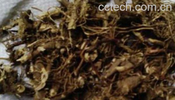 马兰根的功效与作用 马兰根的药用价值-0