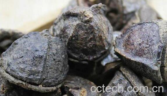 一口钟的功效与作用 一口钟的药用价值-1