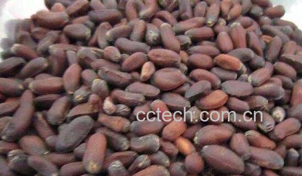 腊梅种子的功效与作用-0