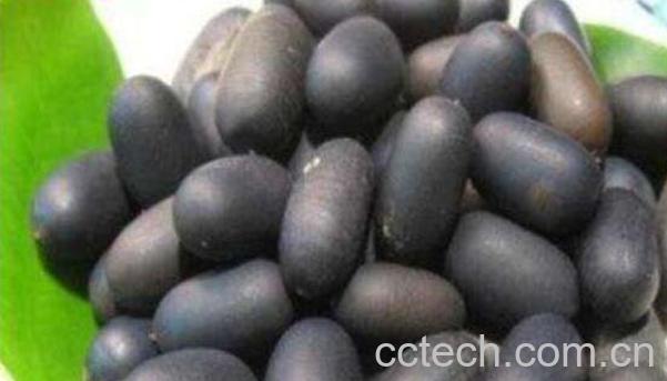 双肾子的功效与作用 双肾子的药用价值-1