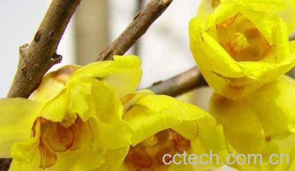 腊梅油的功效与作用 腊梅油的用途-0