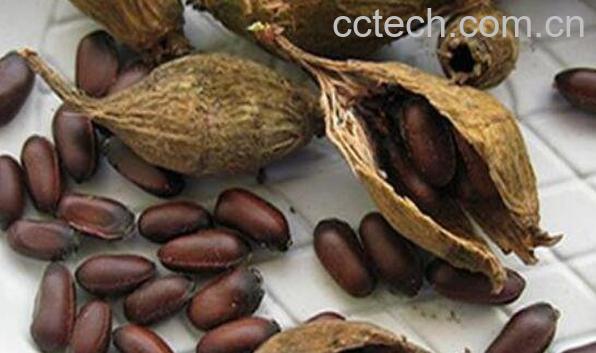 腊梅种子的功效与作用-1