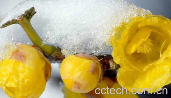 腊梅油的功效与作用 腊梅油的用途-1