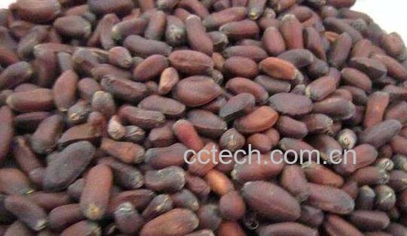 腊梅籽的功效与作用-0