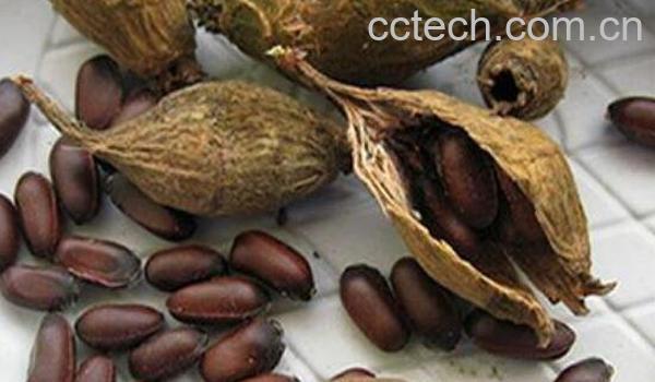 腊梅籽的功效与作用-1